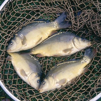 Quelle: https://karpfenteichwirtschaft-bayern.de/