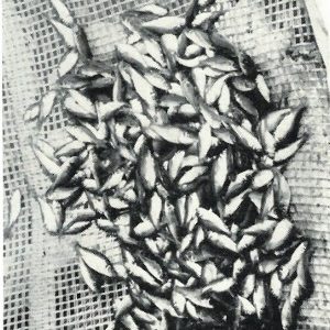 Quelle: Werner Steffens - Binnenfischerei