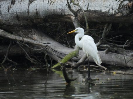 Quelle: Teichwirtschaft in der Oberlausitz