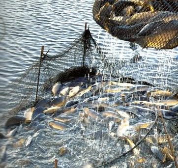 Quelle: Karpfen&Co - Teichwirtschaft in der Lausitz