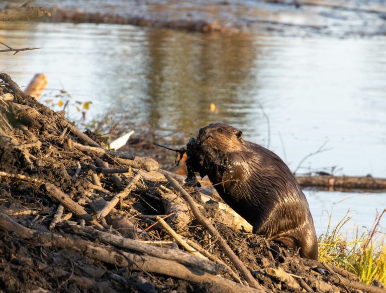 Quelle: Teichwirtschaft in der Oberlaustiz