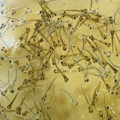 Quelle: Franz Geldhauser. Peter Gerstner - Der Teichwirt