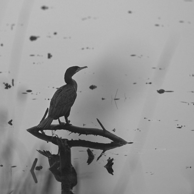 Quelle: Teichwirtschaft in der Oberlausitz