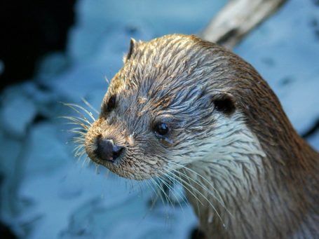 Quelle: Teichwirtschaft in der Oberlaustiz