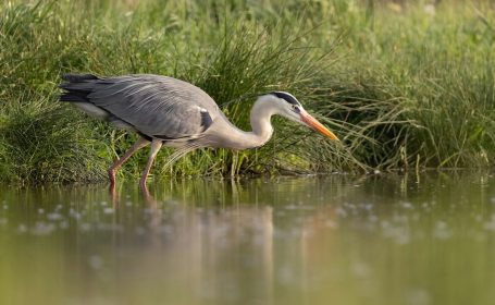 Quelle: Teichwirtschaft in der Oberlausitz